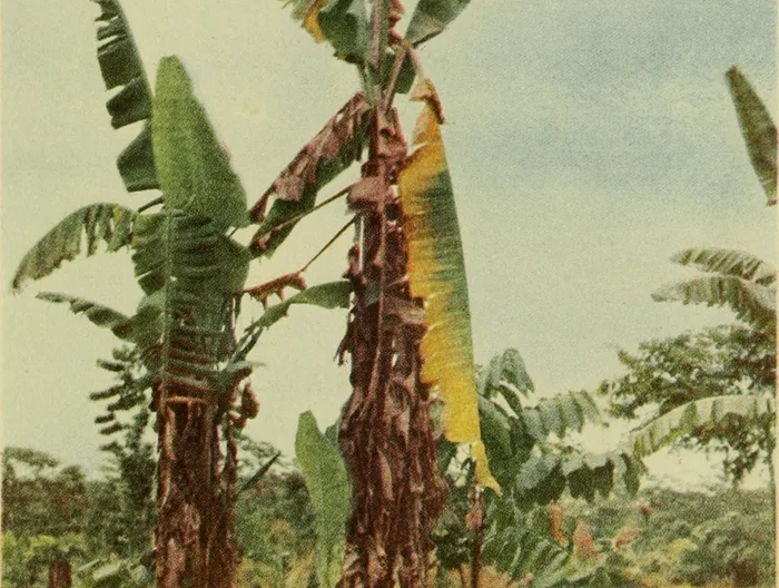 Hand-colored 1919 photograph of a Gros Michel banana plant in Costa Rica killed by Panama disease